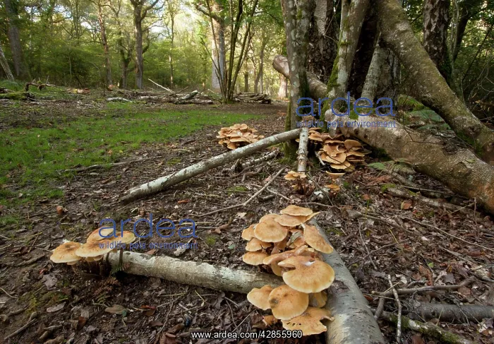 : Honey fungus - in large abundant clumps in old : Honey fungus - in large abundant clumps in old