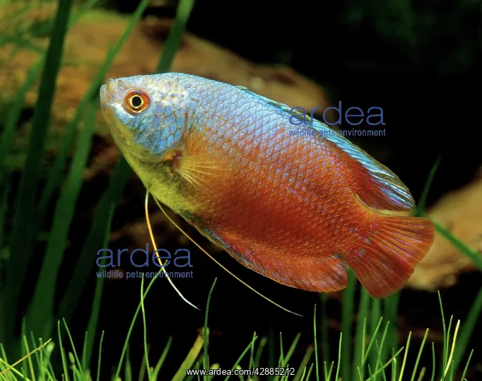 : Honey Gourami : Honey Gourami