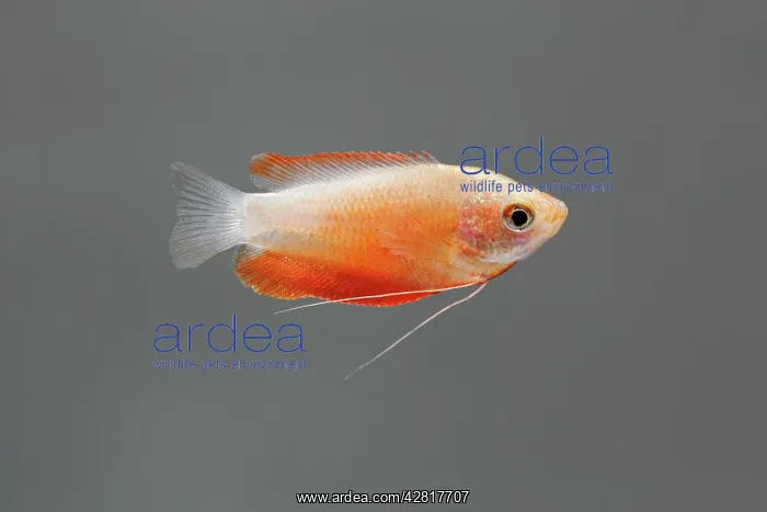 : Honey Gourami Fish - side view : Honey Gourami Fish - side view