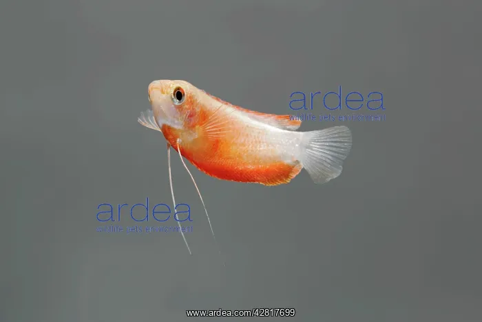 : Honey Gourami Fish - side view turning : Honey Gourami Fish - side view turning