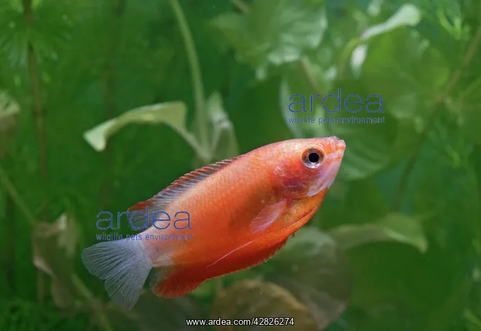 : Honey Gourami red - side view by weeds - variant : Honey Gourami red - side view by weeds - variant
