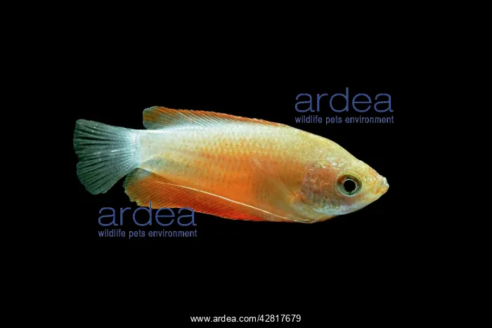 : Honey gourami - side view black background : Honey gourami - side view black background