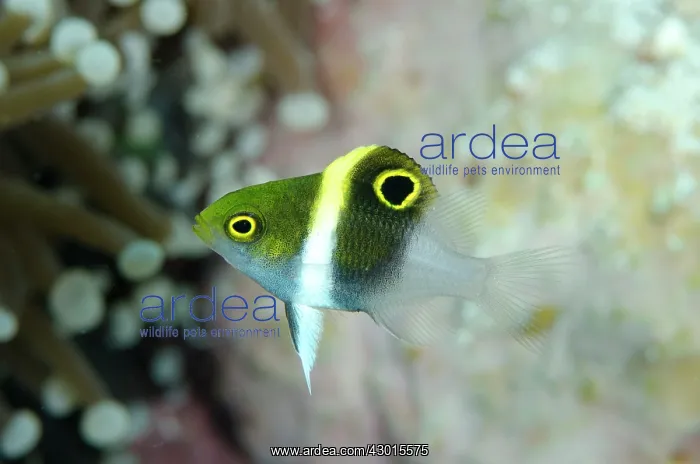 : Honey-head Damselfish : Honey-head Damselfish