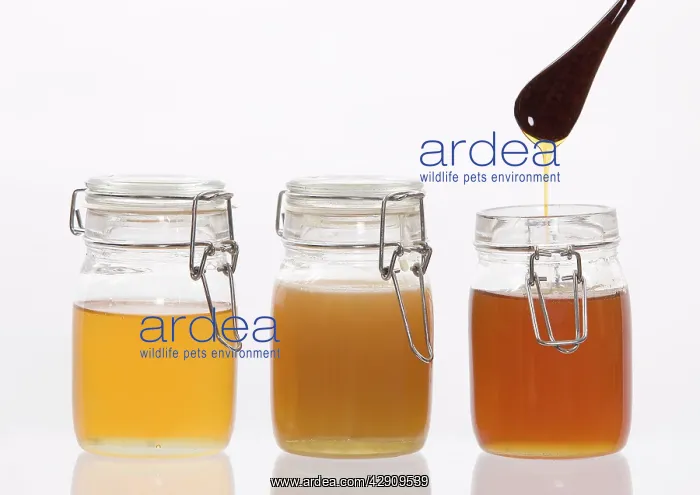  : Honey - in jars in studio