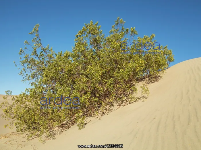 : Honey Mesquite - blooming in spring (late March) : Honey Mesquite - blooming in spring (late March)