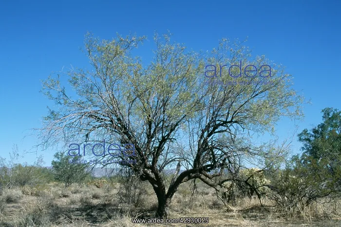 : Honey MESQUITE Tree : Honey MESQUITE Tree
