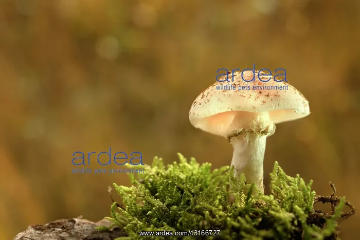 : Moss. Honey Mushroom (Armillaria mellea) growing in moss : Moss. Honey Mushroom (Armillaria mellea) growing in moss