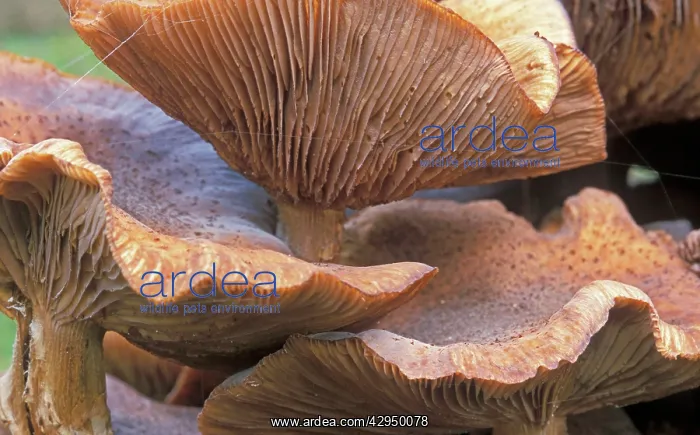 : Honey mushroom - Detail hood : Honey mushroom - Detail hood