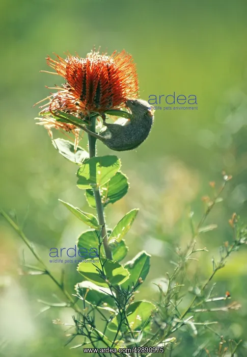 : Honey Possum - On Banksia gollinea : Honey Possum - On Banksia gollinea