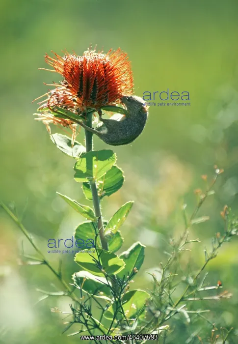  : Honey Possum - On Banksia gollinea