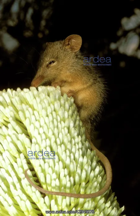 : Honey possum (Tarsipes rostratus) Hopetoun, Western : Honey possum (Tarsipes rostratus) Hopetoun, Western