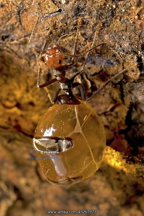 : Honey Pot Ant (Myrmecocystus spp) with engorged : Honey Pot Ant (Myrmecocystus spp) with engorged