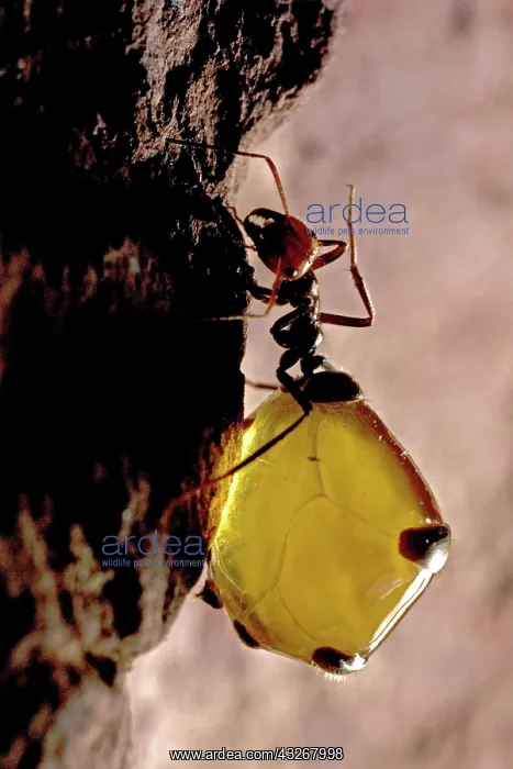 : Honey Pot Ant (Myrmecocystus spp) with engorged : Honey Pot Ant (Myrmecocystus spp) with engorged