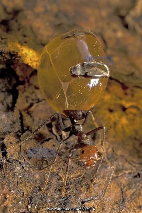 : Honey Pot Ant (Myrmecocystus spp) with engorged : Honey Pot Ant (Myrmecocystus spp) with engorged