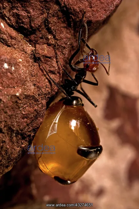 : Honey Pot Ant (Myrmecocystus spp) with engorged gasters -Ari : Honey Pot Ant (Myrmecocystus spp) with engorged gasters -Ari