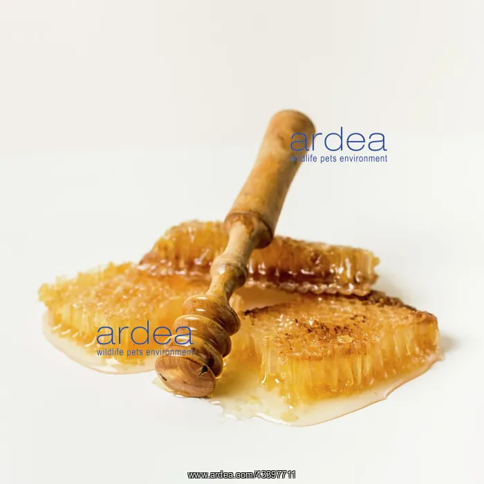 : Honey spoon honeycomb : Honey spoon honeycomb