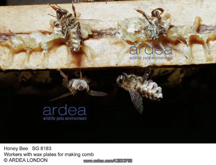 : Honeybee. Workers with wax plates for making comb : Honeybee. Workers with wax plates for making comb
