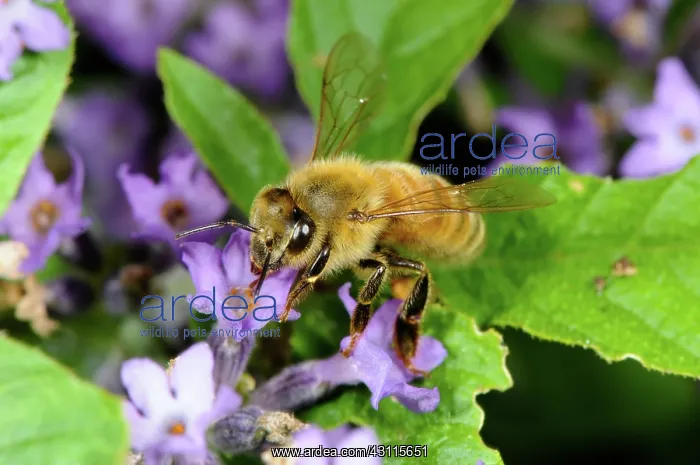  : Honeybee. A honeybee (Apis mellifera) pollinating a flower