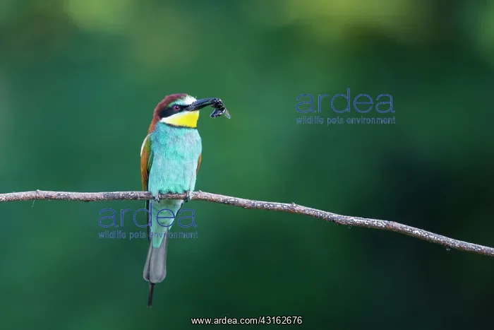 : Honeybee. European Bee-eater (Merops apiaster) holding an unidentified Honey Bee : Honeybee. European Bee-eater (Merops apiaster) holding an unidentified Honey Bee