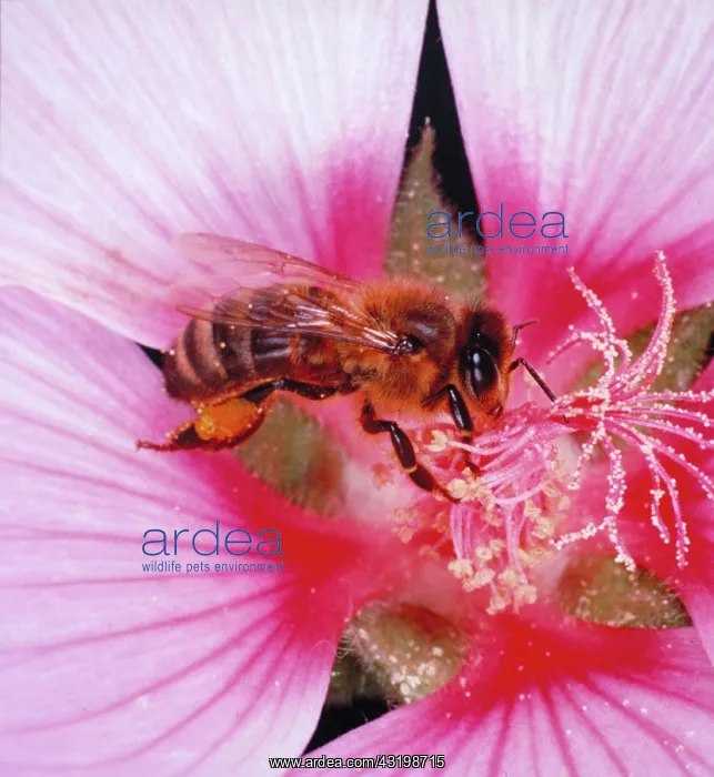 : Honeybee : Honeybee