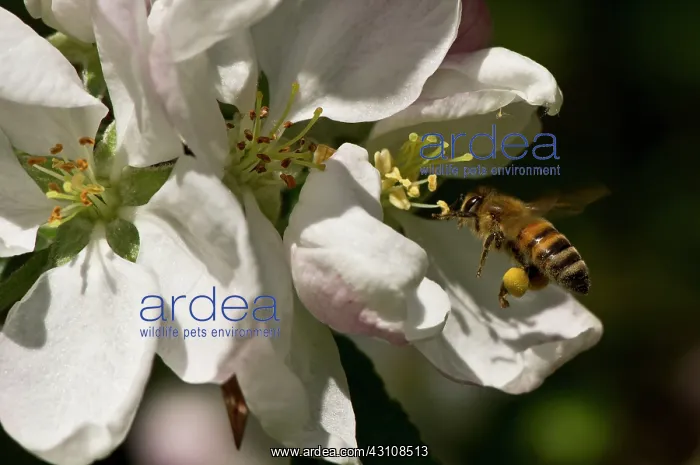 : Honeybee (Apis mellifera) collecting pollen in Apple : Honeybee (Apis mellifera) collecting pollen in Apple