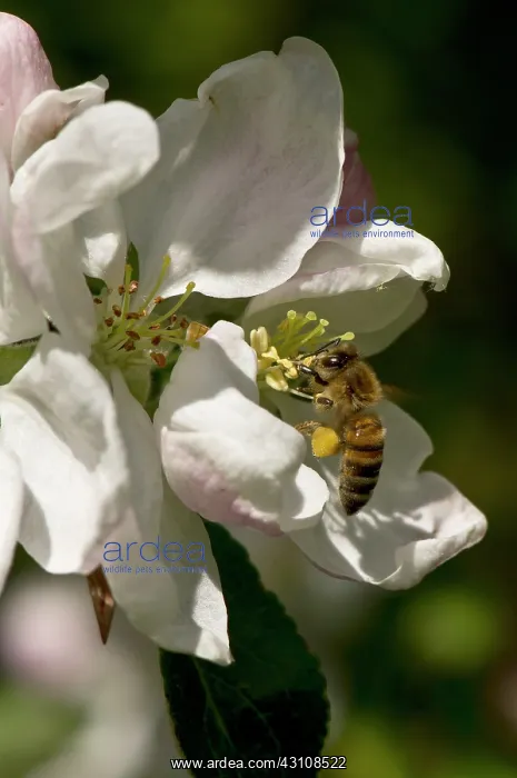  : Honeybee (Apis mellifera) collecting pollen in Apple