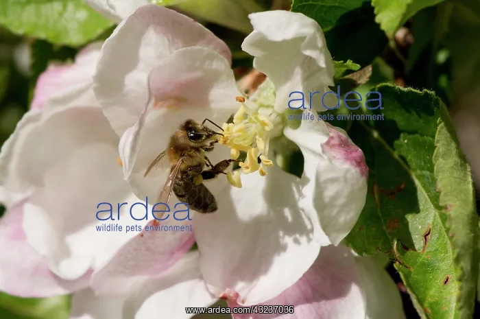 : Honeybee (Apis mellifera) collecting pollen in Apple : Honeybee (Apis mellifera) collecting pollen in Apple