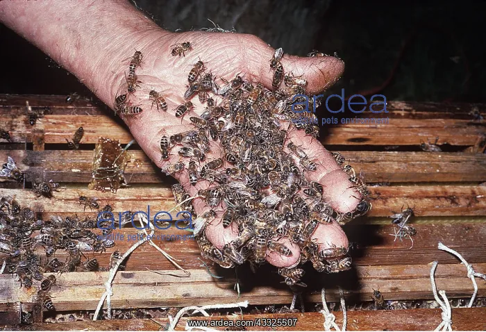 : Honeybee - on beekeeper's hand : Honeybee - on beekeeper's hand
