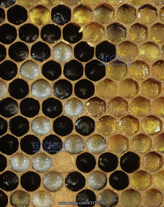  : Honeybee brood cells