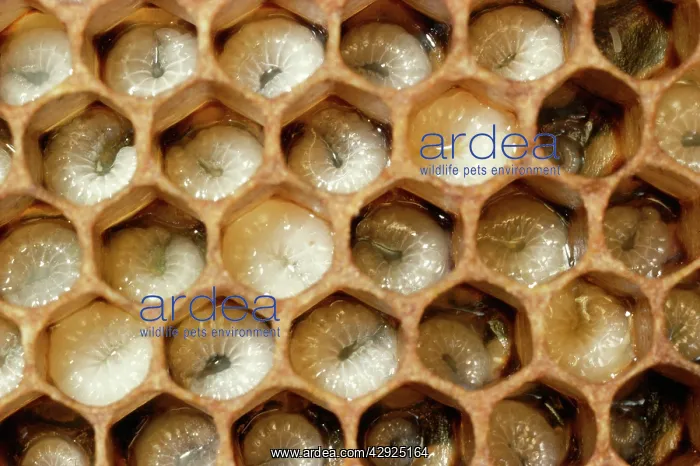  : Honeybee - brood comb with well-developed larvae