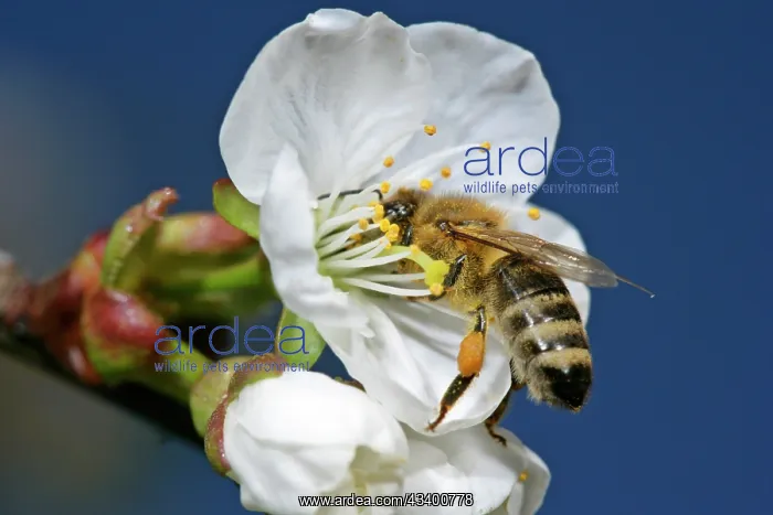 : Honeybee - on cherry tree blossom collecting pollen : Honeybee - on cherry tree blossom collecting pollen