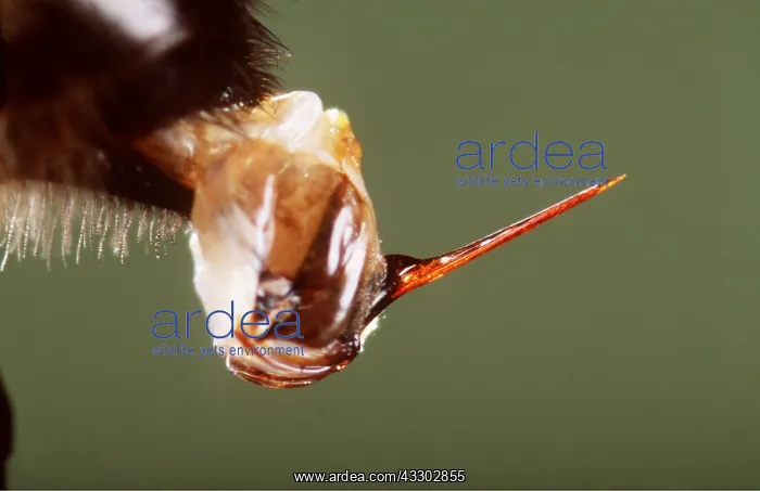 : HONEYBEE - close up of sting : HONEYBEE - close up of sting