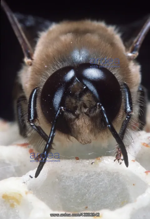 : HONEYBEE - close-up of head showing compound eyes : HONEYBEE - close-up of head showing compound eyes