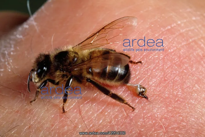  : HONEYBEE - close-up stinging human