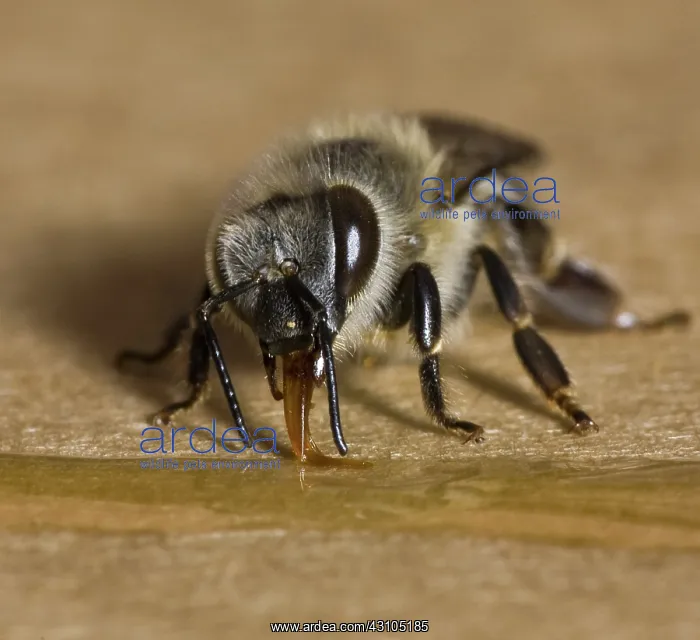  : Honeybee Collecting Honey