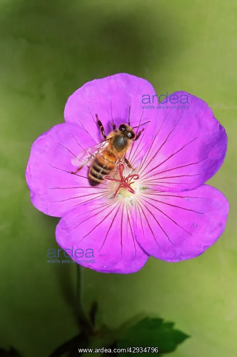 : Honeybee - collecting pollen : Honeybee - collecting pollen