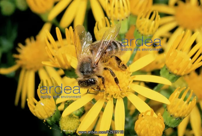 : Honeybee - collecting pollen : Honeybee - collecting pollen