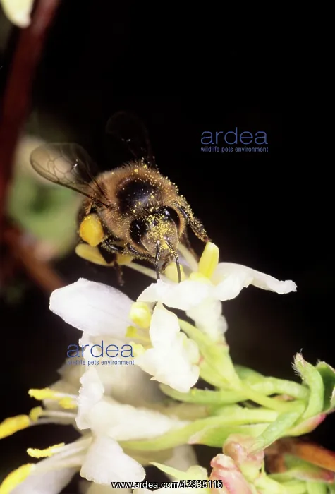 : Honeybee - collecting pollen : Honeybee - collecting pollen