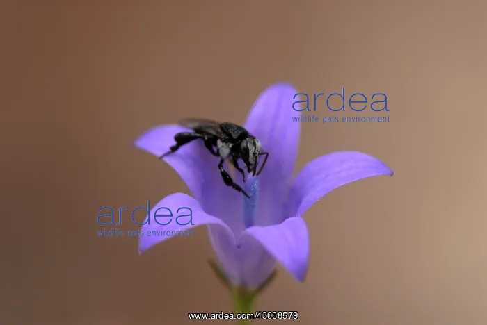 : Honeybee collecting pollen : Honeybee collecting pollen