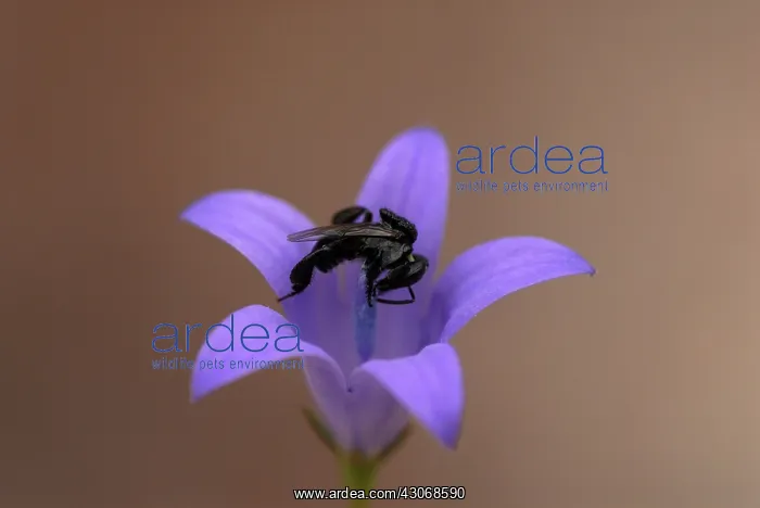 : Honeybee collecting pollen : Honeybee collecting pollen