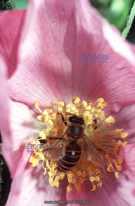 : HONEYBEE - collecting pollen in pink flower : HONEYBEE - collecting pollen in pink flower