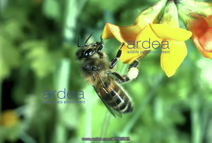 : HONEYBEE - collecting pollen from trefoil : HONEYBEE - collecting pollen from trefoil