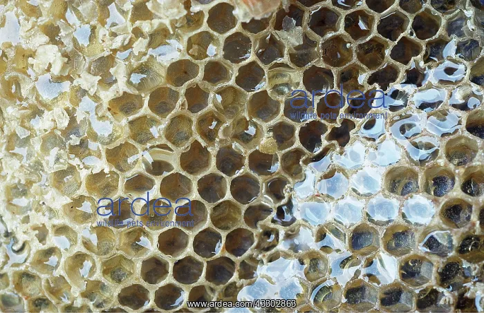 : HONEYBEE COMB - caps removed to reveal honey in comb : HONEYBEE COMB - caps removed to reveal honey in comb