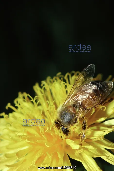 : Honeybee Covered with Pollen : Honeybee Covered with Pollen