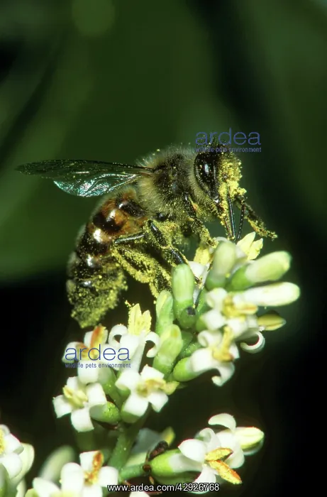 : Honeybee - Covered in pollen on privet flower : Honeybee - Covered in pollen on privet flower