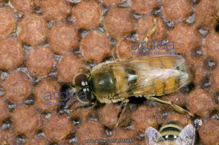 : Honeybee Drone : Honeybee Drone
