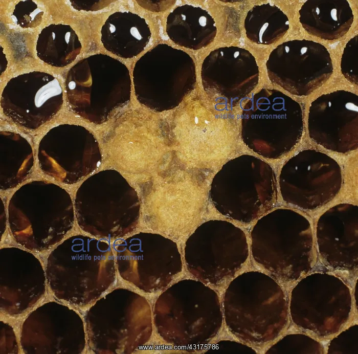 : Honeybee drone brood in worker cells : Honeybee drone brood in worker cells