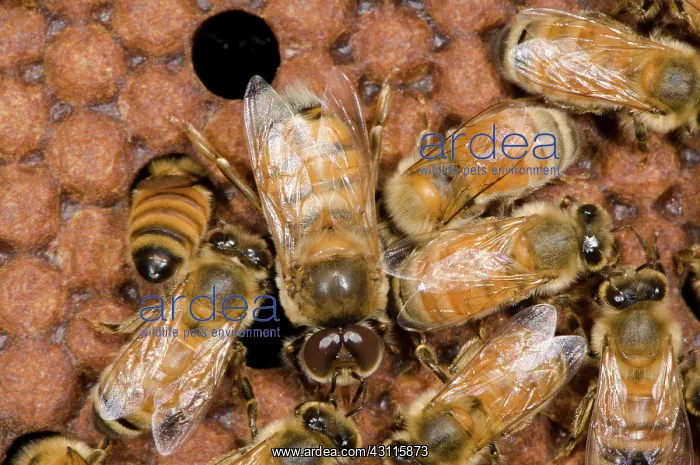 : Honeybee Drones : Honeybee Drones