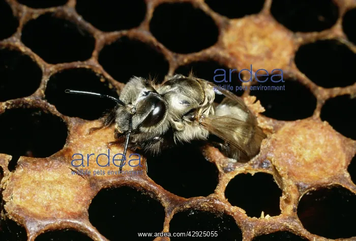 : Honeybee - Emerging from comb : Honeybee - Emerging from comb