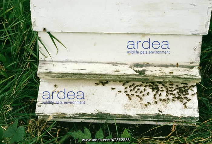: Honeybee - Fanning to create air current to lower : Honeybee - Fanning to create air current to lower